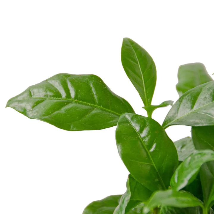 Arabica Coffee-Indoor Plants-American Plant Supply