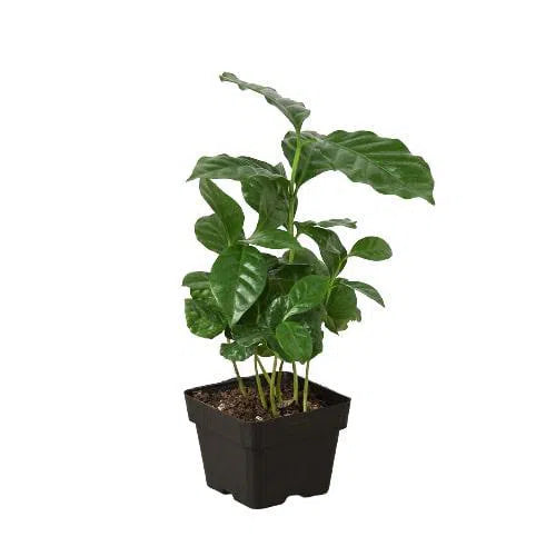 Arabica Coffee-Indoor Plants-American Plant Supply