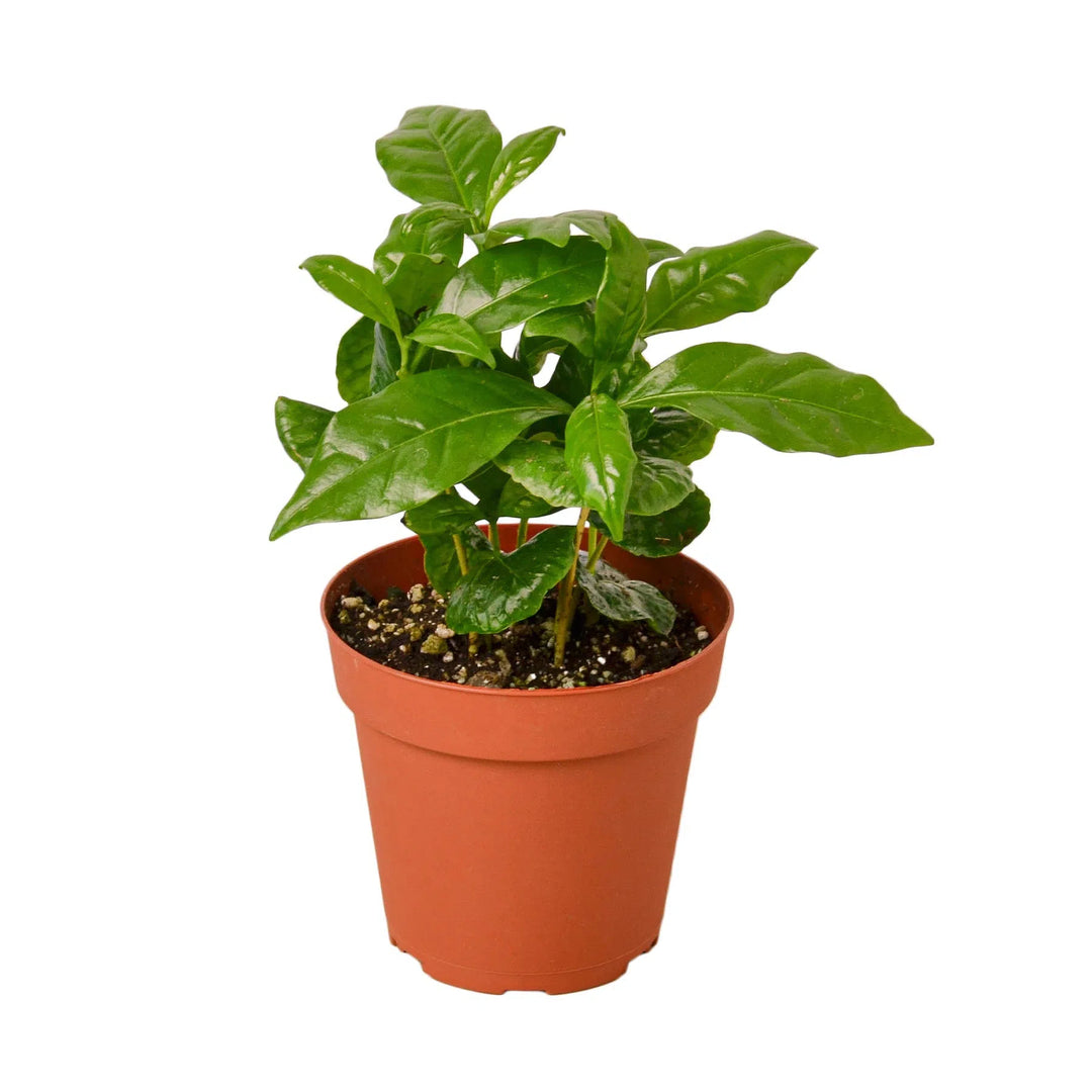 Arabica Coffee-Indoor Plants-American Plant Supply