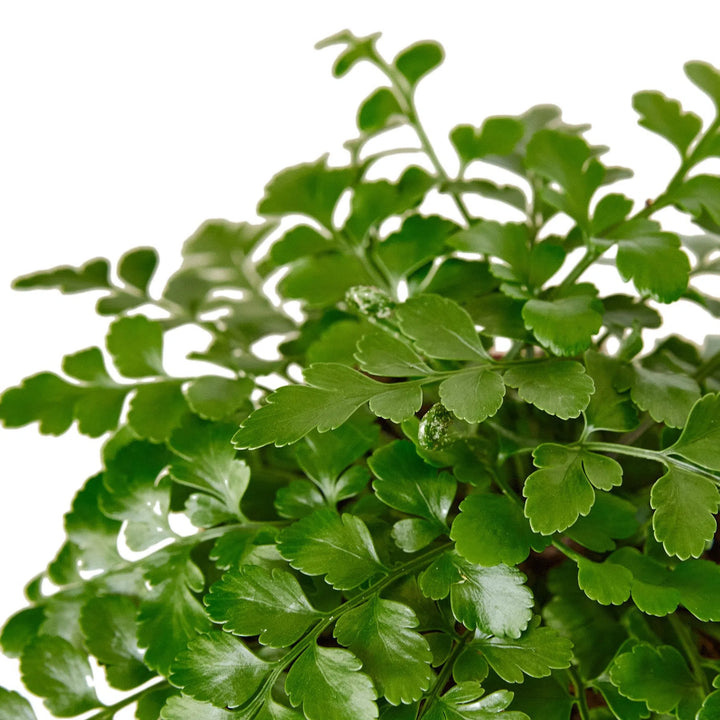 Austral Gem Fern-Indoor Plants-American Plant Supply