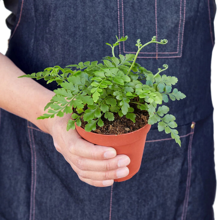 Austral Gem Fern-Indoor Plants-American Plant Supply