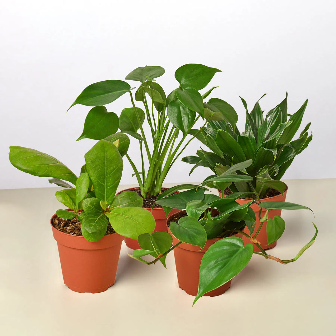 Best Selling Bundle-Bundle-American Plant Supply