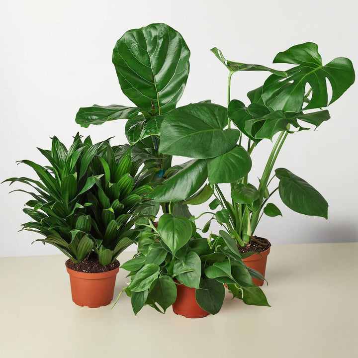 Best Selling Bundle-Bundle-American Plant Supply