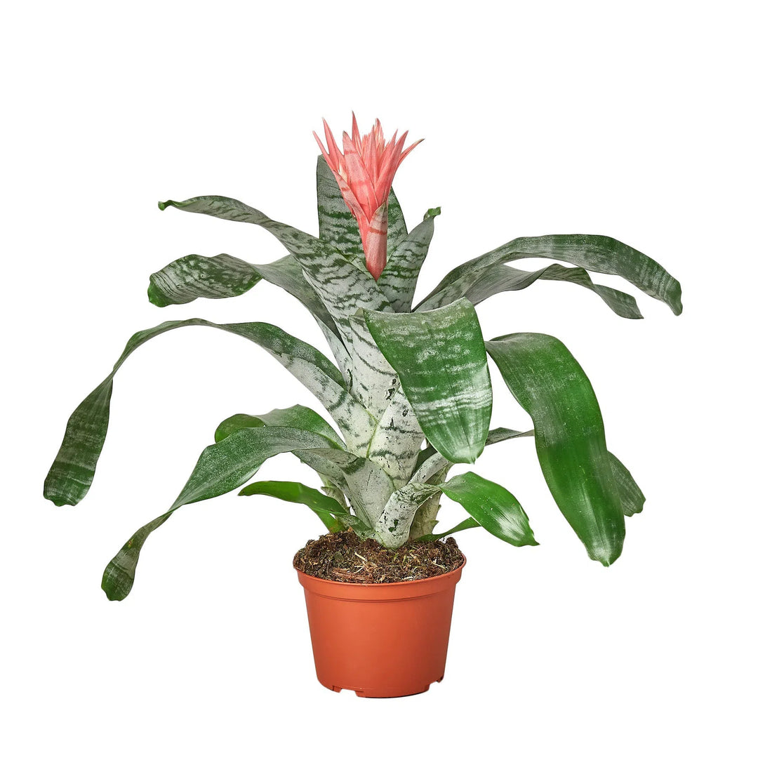 Bromeliad 'Silver Vase'-Indoor Plants-American Plant Supply