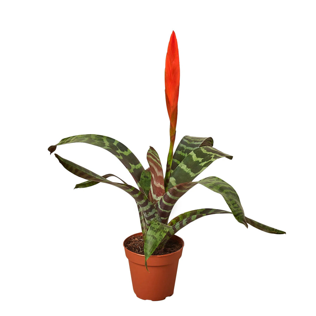 Bromeliad Vriesea 'Splenriet'-4" Plant-American Plant Supply