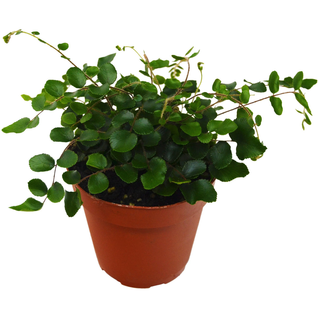 Button Fern-4" Plant-American Plant Supply