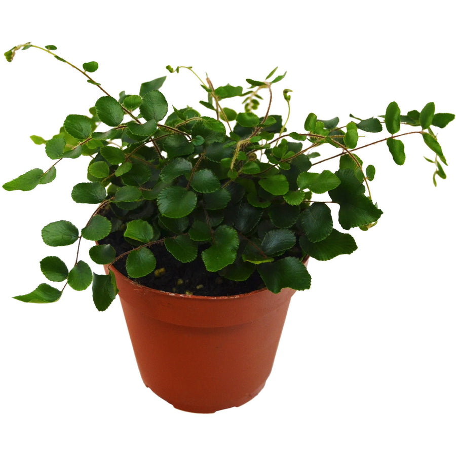 Button Fern-4" Plant-American Plant Supply