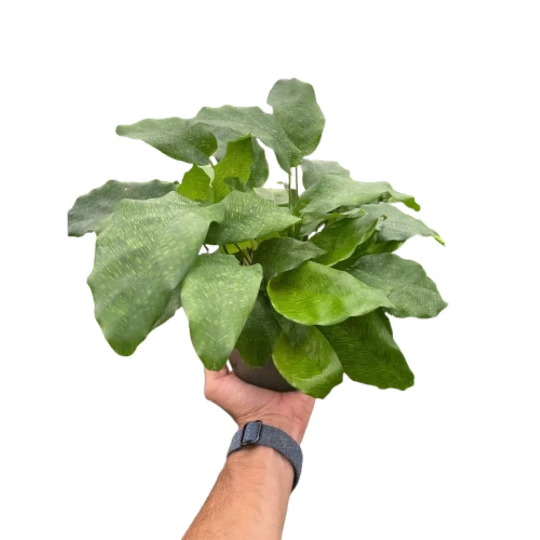 Mosaic Calathea (Calathea musaica) Foliage Live Houseplant 4