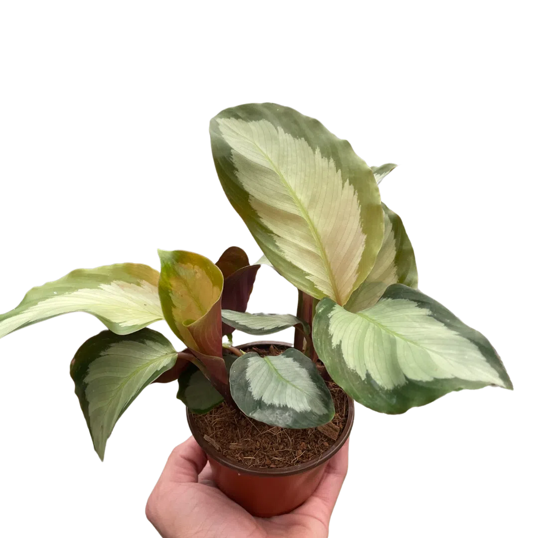 Calathea 'Picturata' exclusive at American Plant Supply