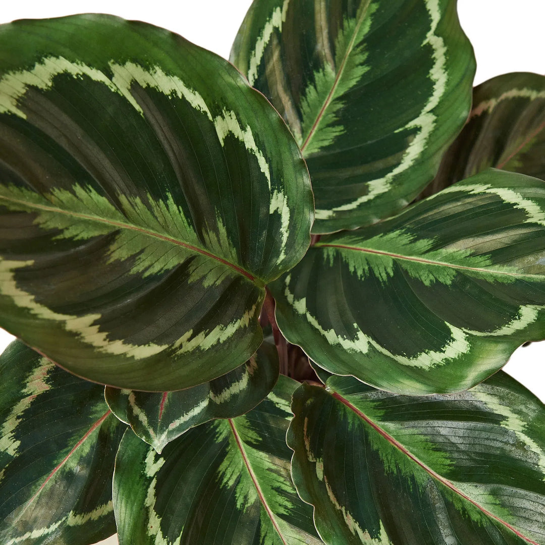 Calathea Roseopicta 'Medallion'-Indoor Plants-American Plant Supply