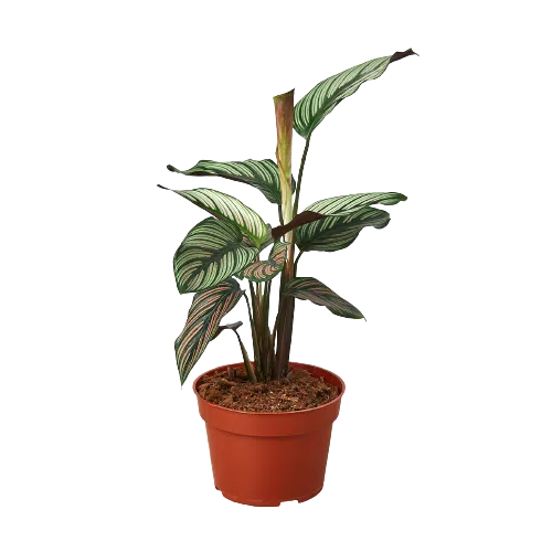 calathea ornata white star Calathea 'White Star' exclusive at American Plant Supply