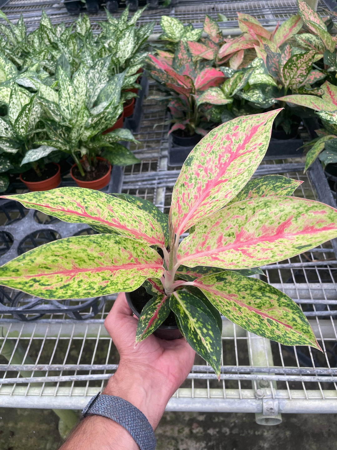 Chinese Evergreen 'Karat'-4" Plant-American Plant Supply