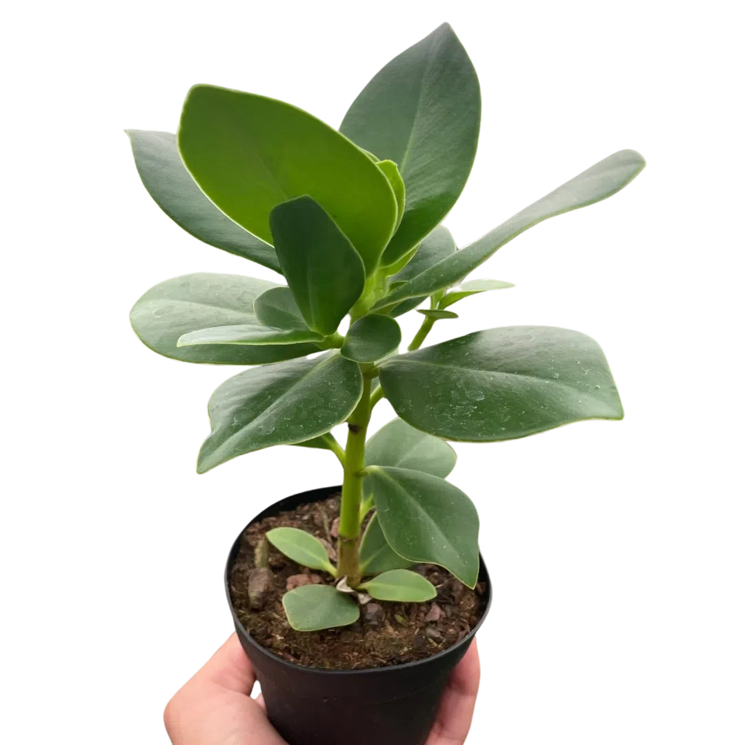 clusia plant indoor care Clusia 'Princess' (Autograph Plant) exclusive at American Plant Supply