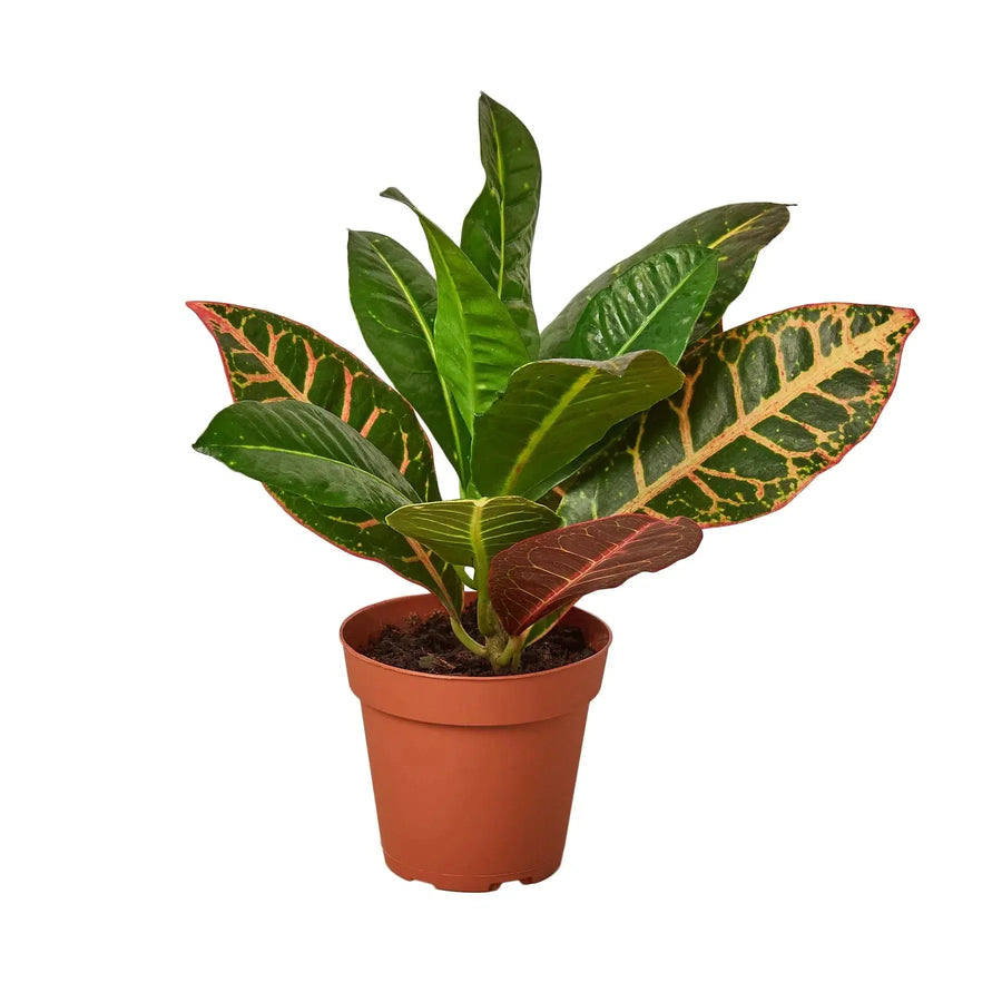 Croton Petra 'Joseph's Coat'-Indoor Plants-American Plant Supply