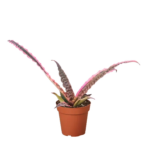 Cryptanthus 'Elaine'-American Plant Supply