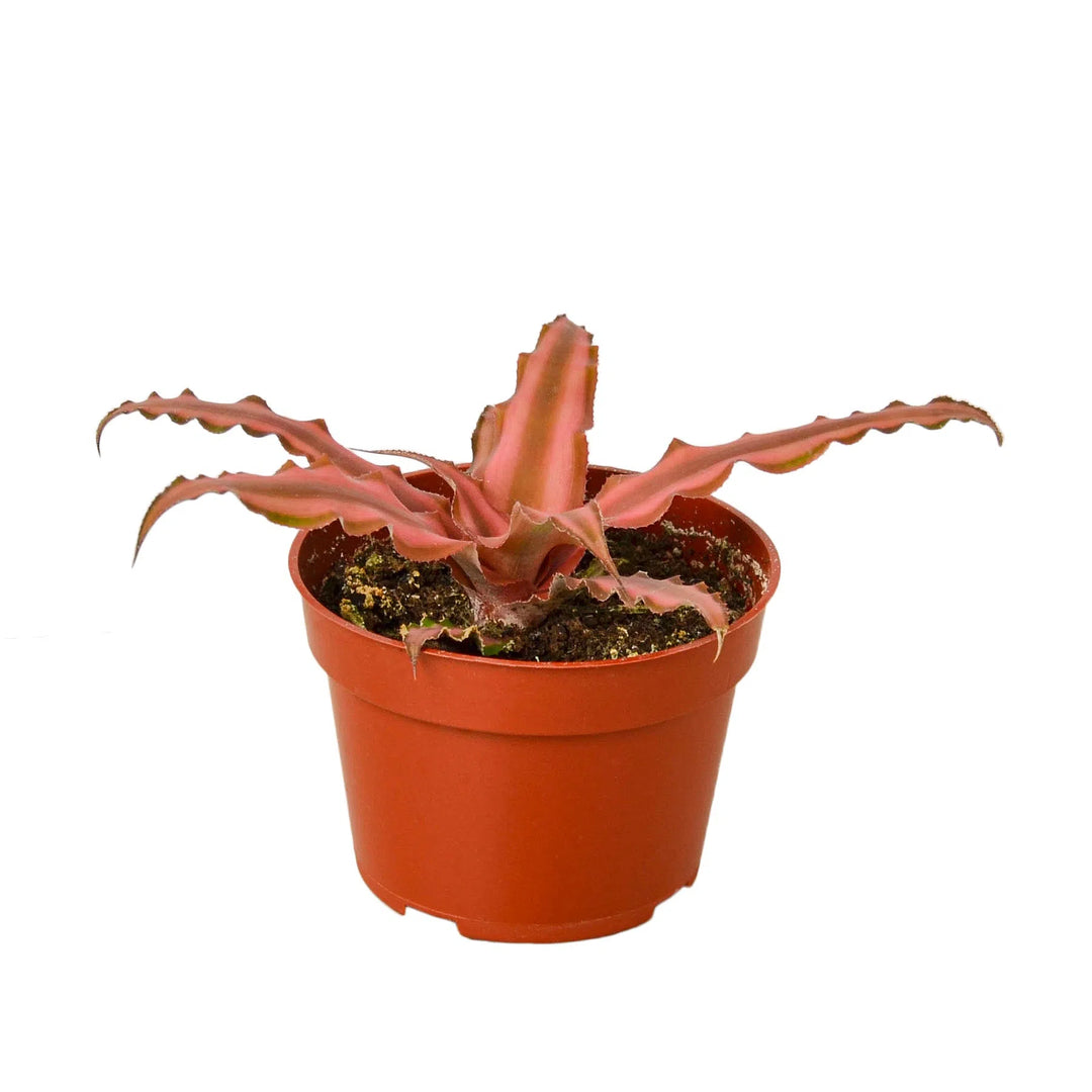 Cryptanthus 'Pink Star' - 4" Pot-4" Plant (1pk/$2) ($6 Ship/15oz)-American Plant Supply