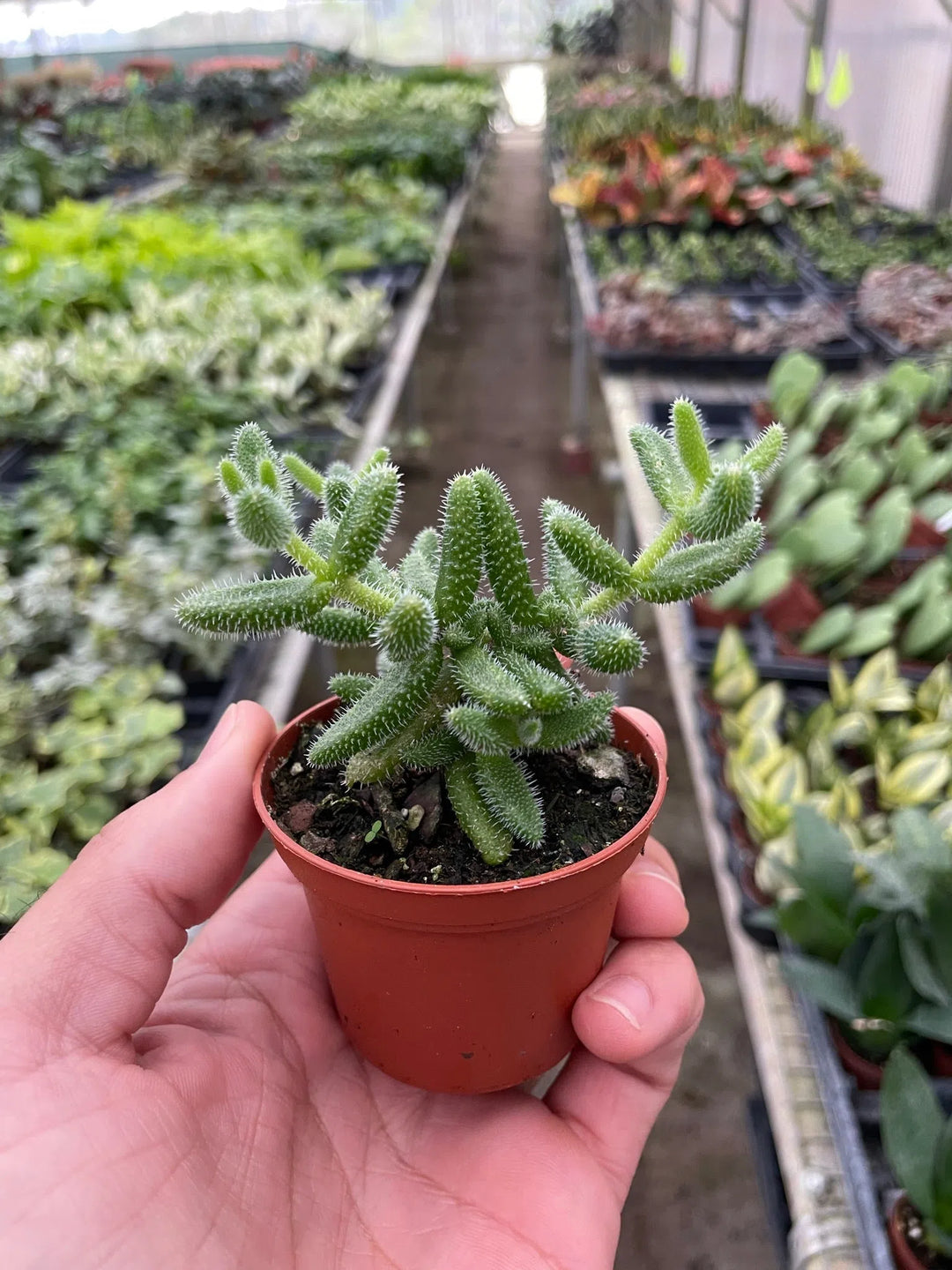 Delosperma echinatum 'Pickle Plant'-American Plant Supply