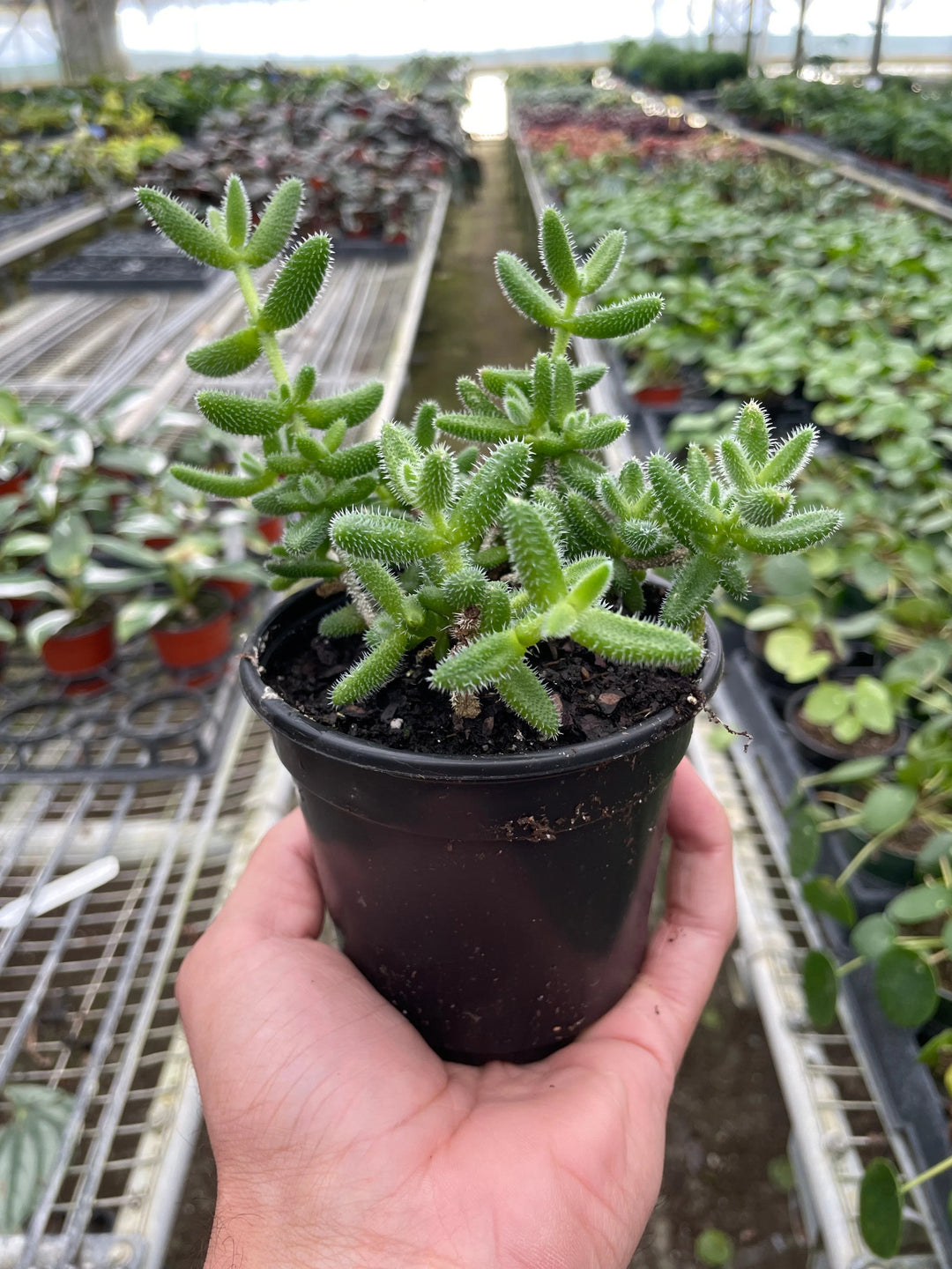 Delosperma echinatum 'Pickle Plant'-American Plant Supply