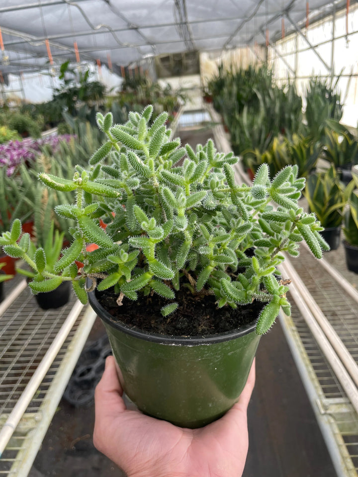 Delosperma echinatum 'Pickle Plant'-American Plant Supply
