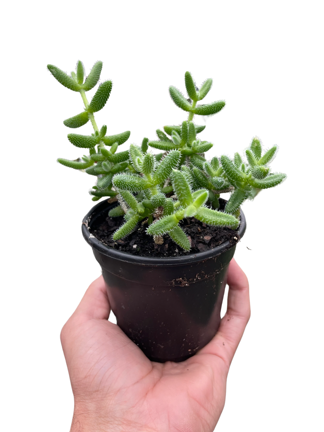 Delosperma echinatum 'Pickle Plant'-American Plant Supply