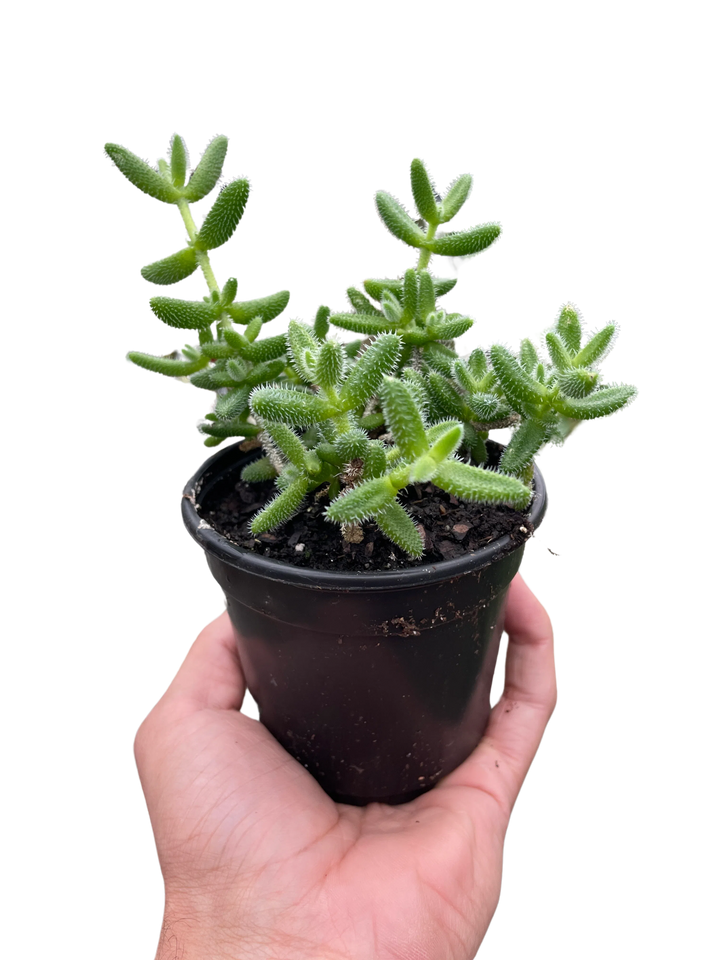 Delosperma echinatum 'Pickle Plant'-American Plant Supply
