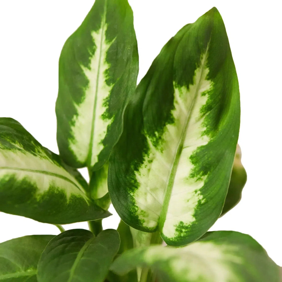 Dieffenbachia Camille-Indoor Plants-American Plant Supply