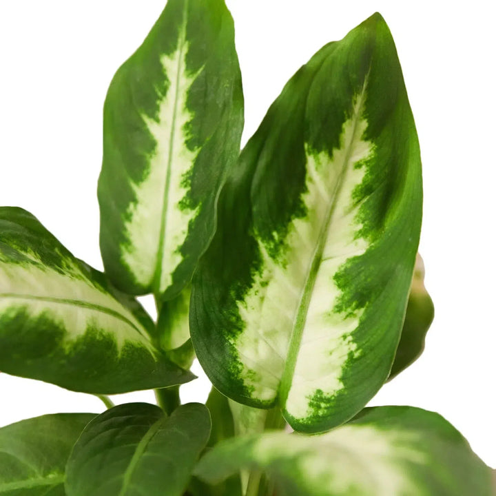 Dieffenbachia Camille-Indoor Plants-American Plant Supply