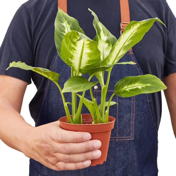 Dieffenbachia Camille-Indoor Plants-American Plant Supply