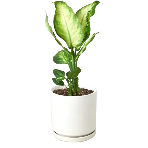 Dieffenbachia Camille-Indoor Plants-4" Pot-White Cylinder-American Plant Supply