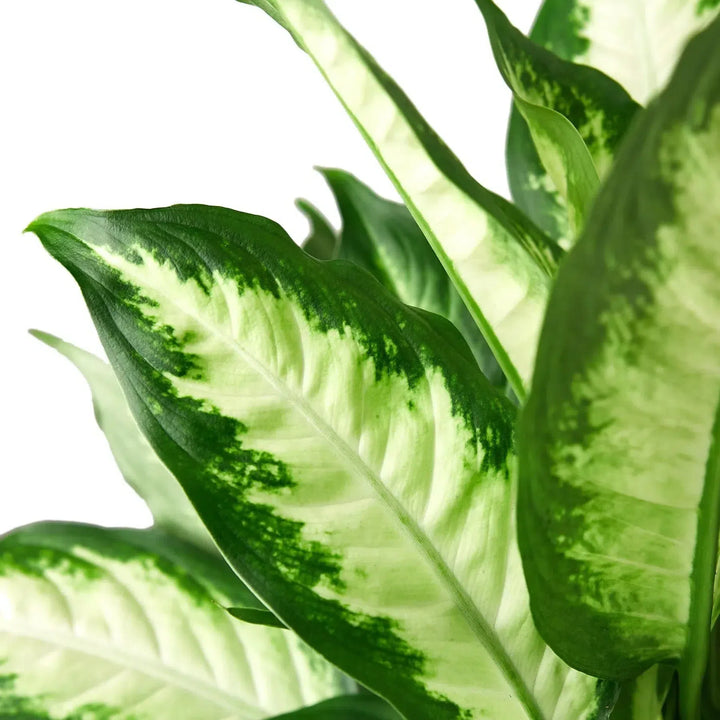 Dieffenbachia Camille-Indoor Plants-American Plant Supply