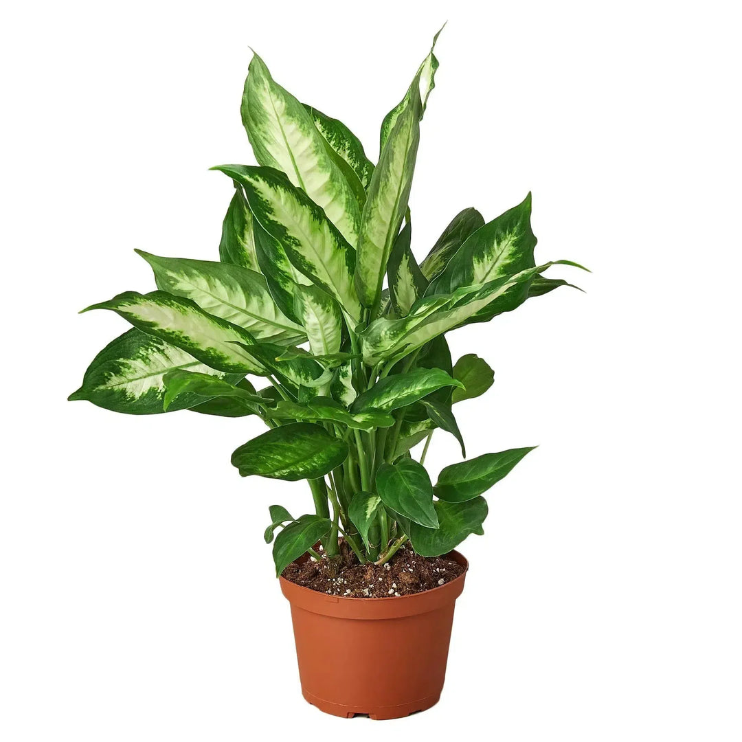 Dieffenbachia Camille-Indoor Plants-American Plant Supply