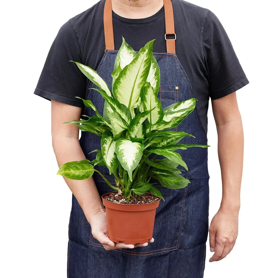 Dieffenbachia Camille-Indoor Plants-American Plant Supply