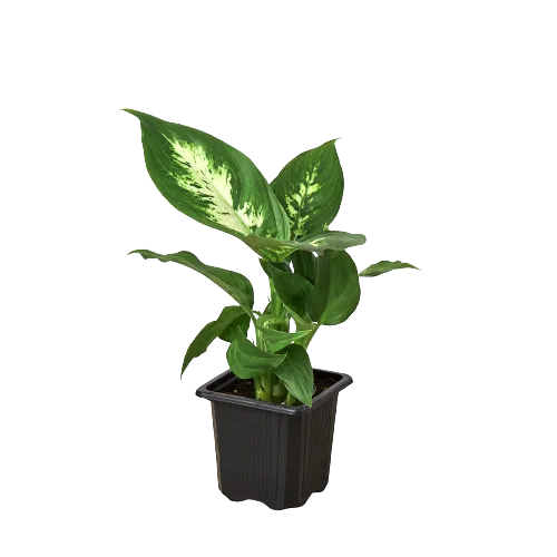 Dieffenbachia Camille-Indoor Plants-American Plant Supply