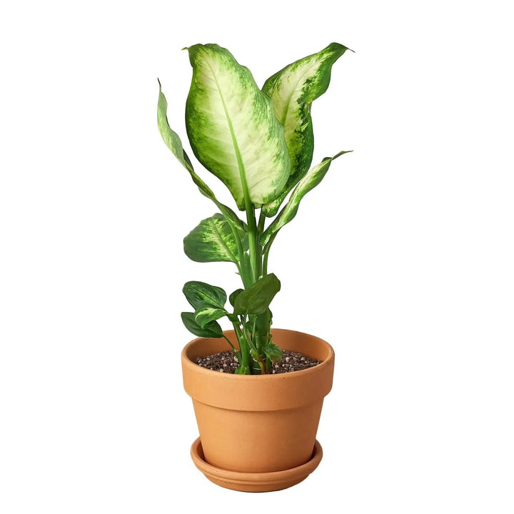 Dieffenbachia Camille-Indoor Plants-American Plant Supply