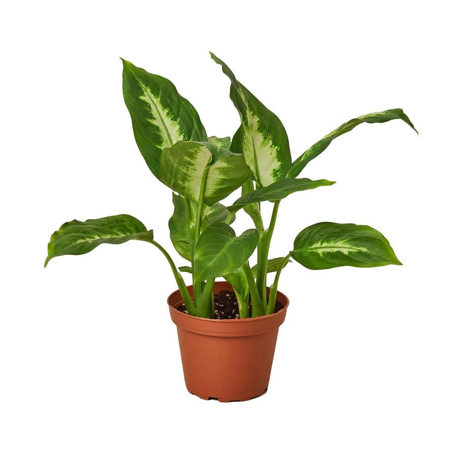 Dieffenbachia Camille-Indoor Plants-American Plant Supply