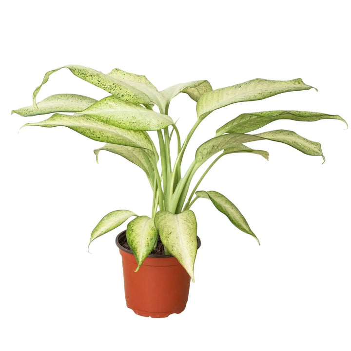 Dieffenbachia 'Camouflage'-Indoor Plants-American Plant Supply
