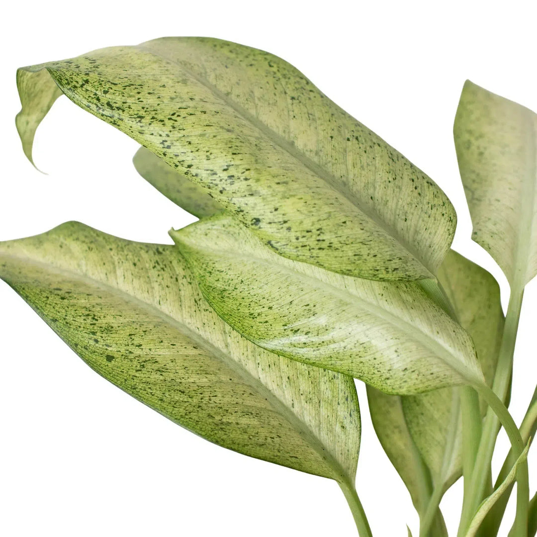 Dieffenbachia 'Camouflage'-Indoor Plants-American Plant Supply