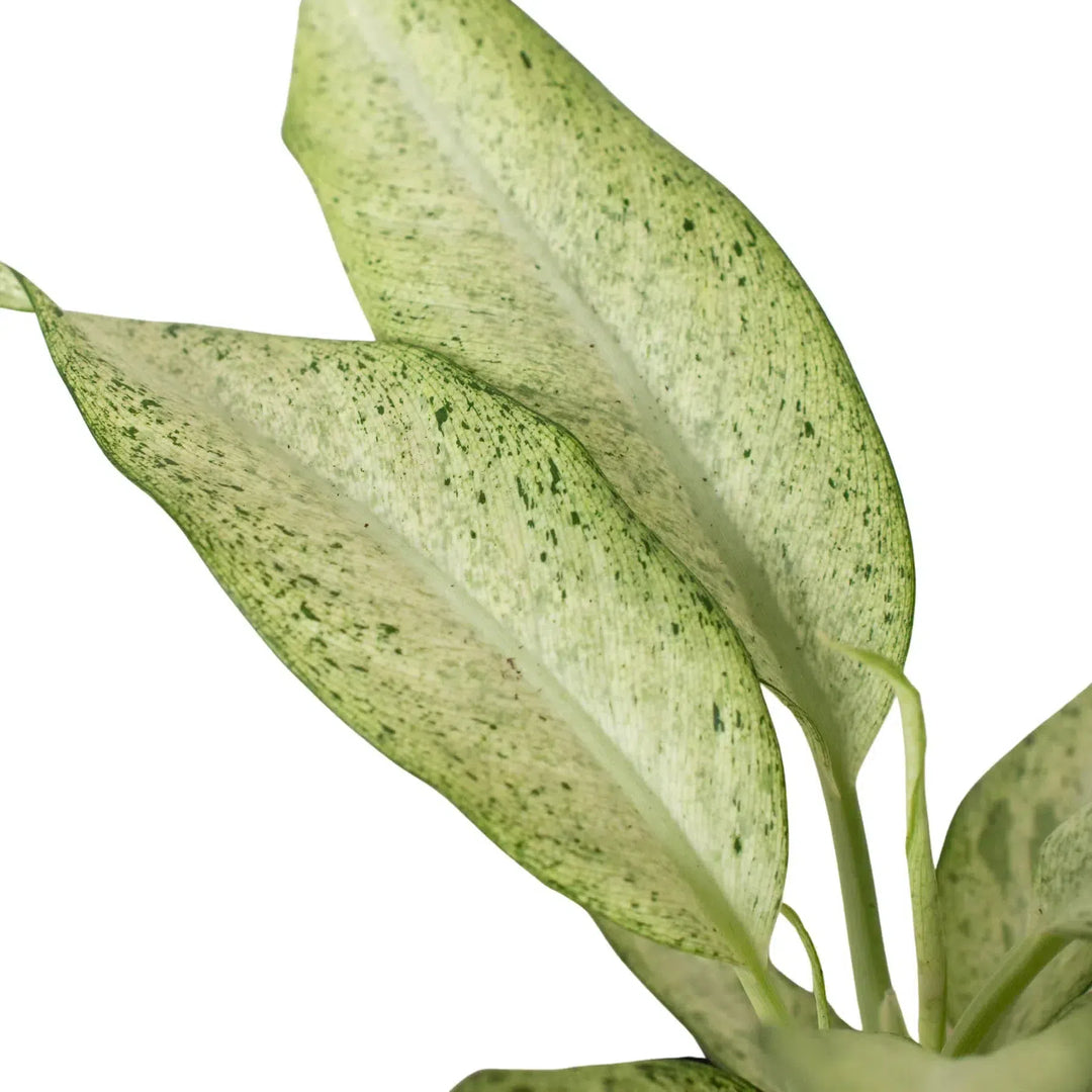 Dieffenbachia 'Camouflage'-Indoor Plants-American Plant Supply