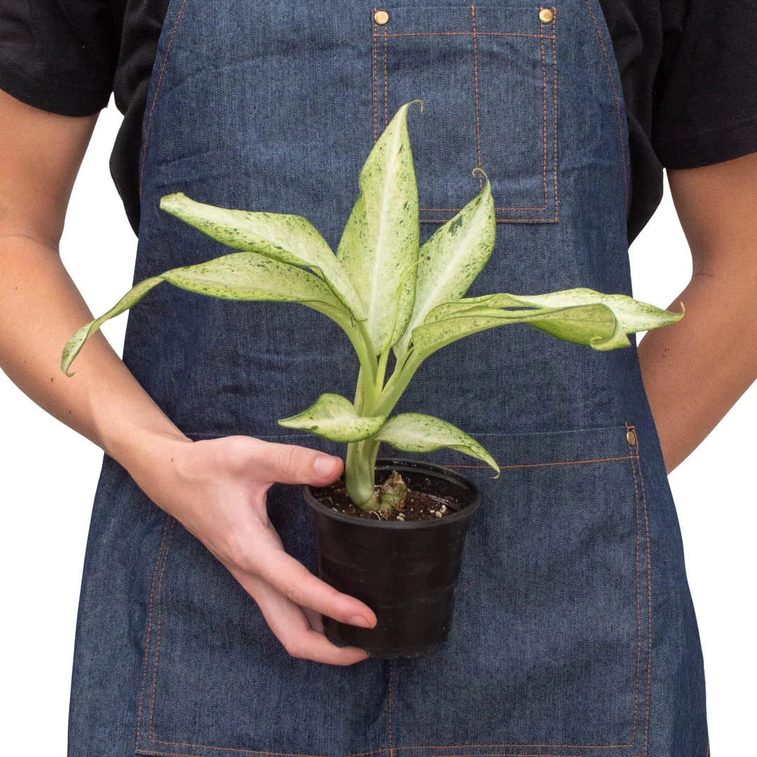 Dieffenbachia 'Camouflage'-Indoor Plants-American Plant Supply