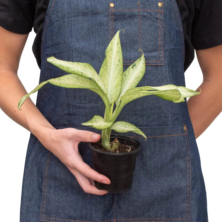 Dieffenbachia 'Camouflage'-Indoor Plants-American Plant Supply