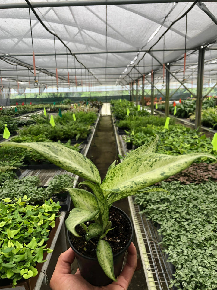 Dieffenbachia 'Camouflage'-Indoor Plants-American Plant Supply