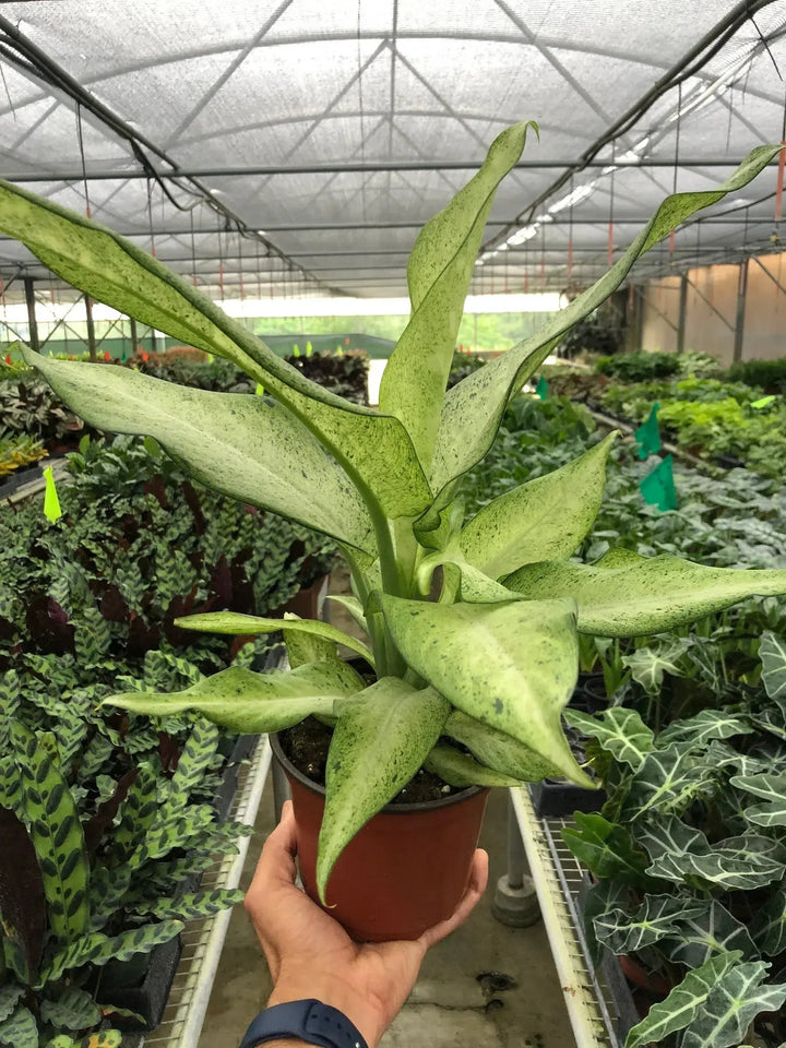 Dieffenbachia 'Camouflage'-Indoor Plants-American Plant Supply