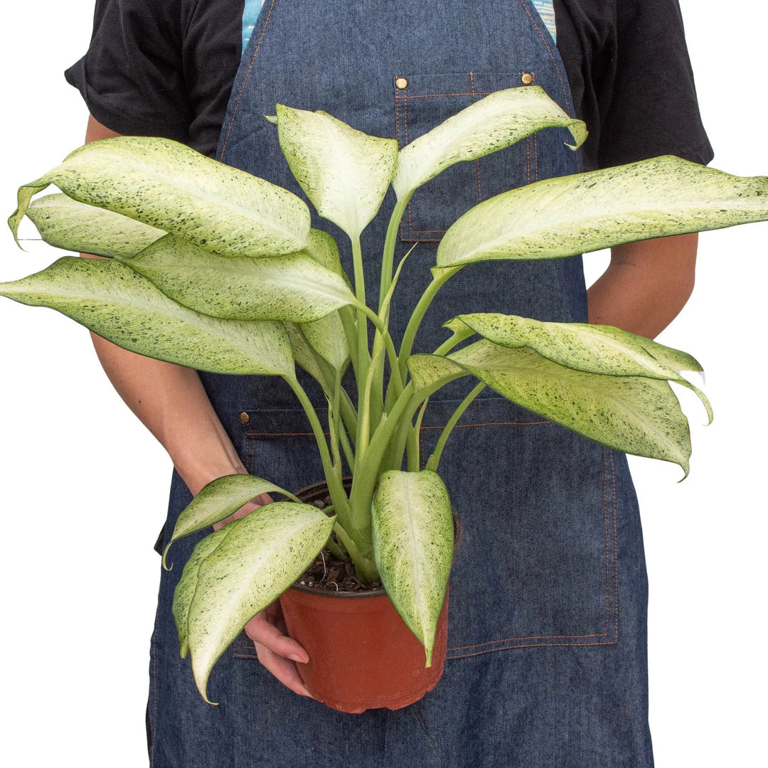 Dieffenbachia 'Camouflage'-Indoor Plants-American Plant Supply