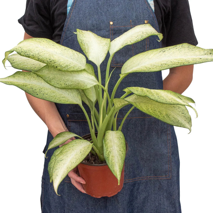 Dieffenbachia 'Camouflage'-Indoor Plants-American Plant Supply
