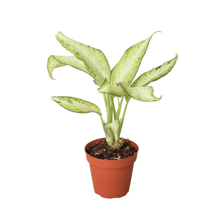 Dieffenbachia 'Camouflage'-Indoor Plants-American Plant Supply
