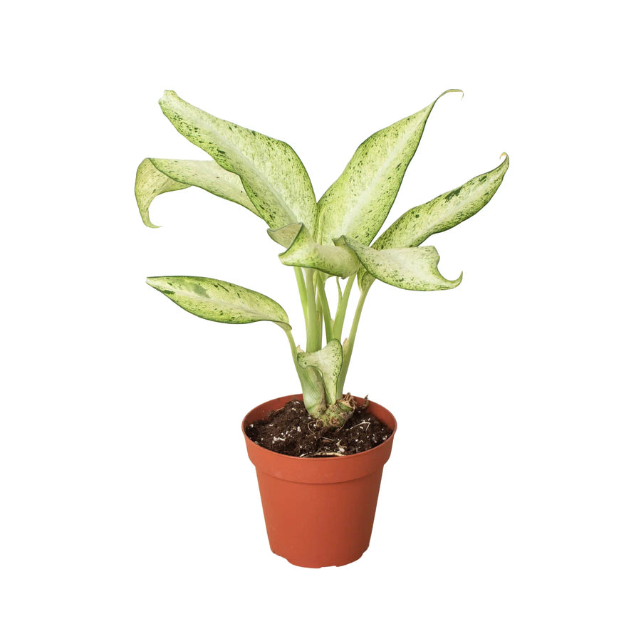 Dieffenbachia 'Camouflage'-Indoor Plants-American Plant Supply