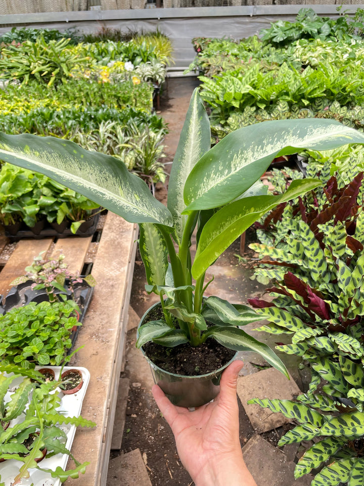 Dieffenbachia Panther-Indoor Plants-American Plant Supply