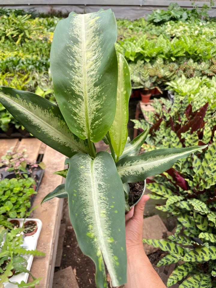 Dieffenbachia Panther-Indoor Plants-American Plant Supply