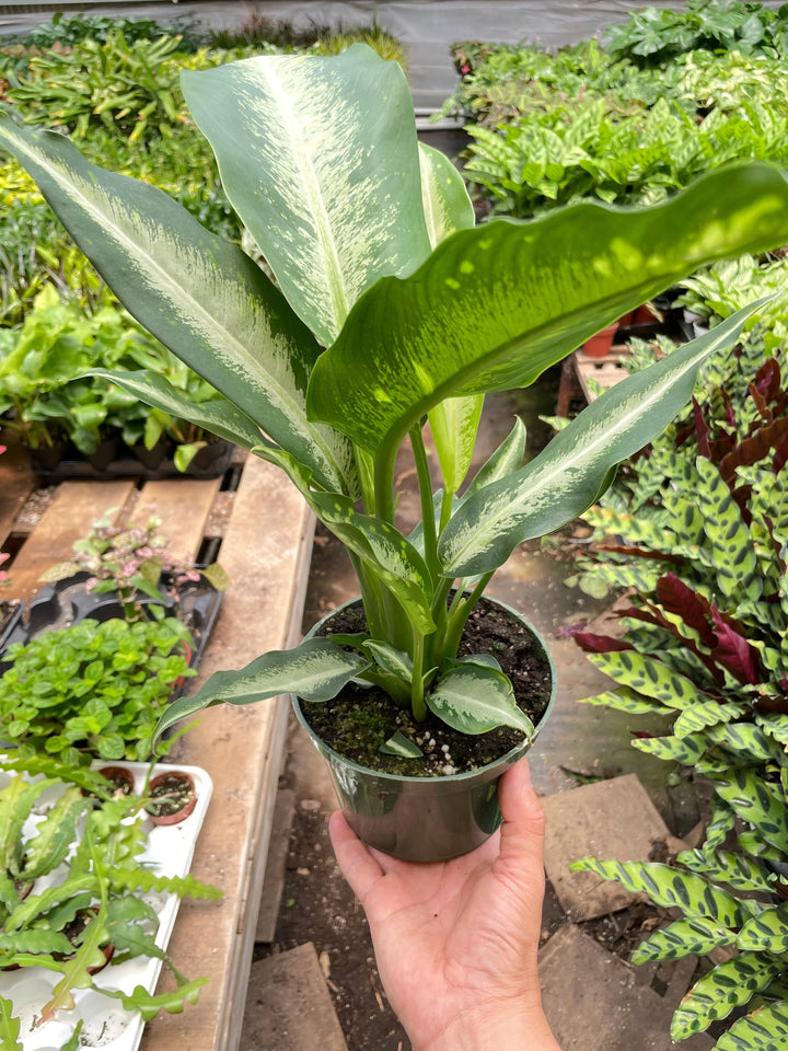 Dieffenbachia Panther-Indoor Plants-American Plant Supply