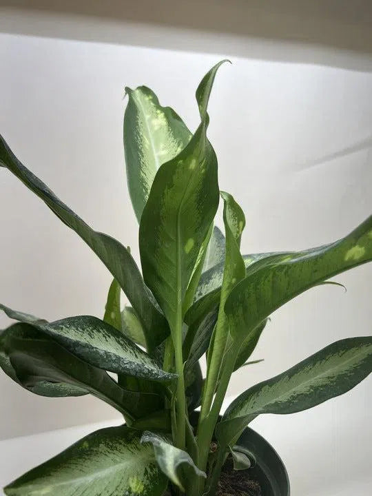 Dieffenbachia Panther-Indoor Plants-American Plant Supply